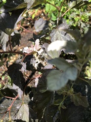 Podosphaera physocarpi