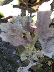 Podosphaera physocarpi