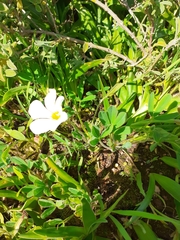 Oxalis adspersa