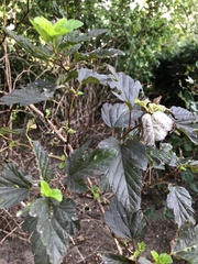 Podosphaera physocarpi