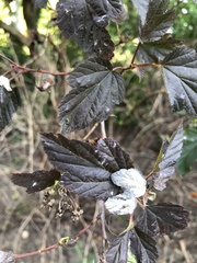 Podosphaera physocarpi