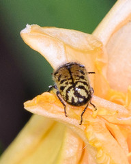 Acmaeodera mixta