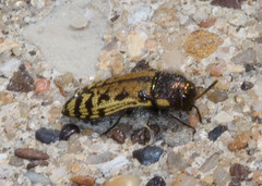 Acmaeodera mixta