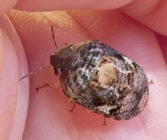 Stethaulax marmorata