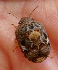 Stethaulax marmorata