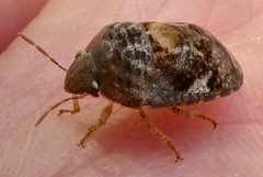 Stethaulax marmorata