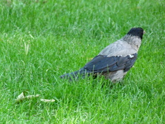 Corvus cornix