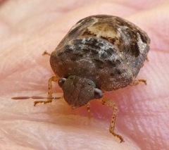 Stethaulax marmorata