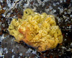 Hydroclathrus rapanuii