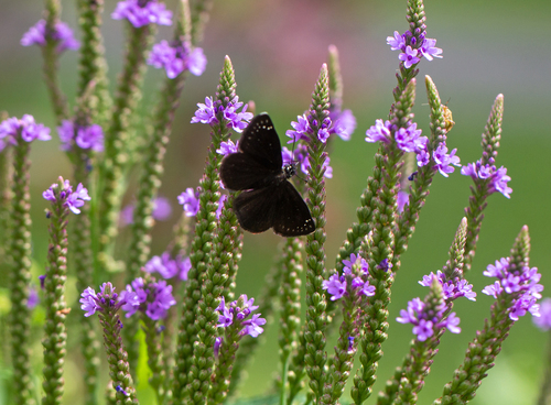Common Sootywing photo 6