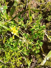 Oxalis compressa compressa