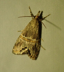 Euchromius superbellus