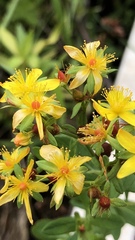 Hypericum ellipticum