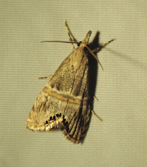 Euchromius superbellus