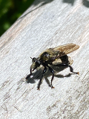 Laphriini