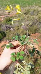 Oxalis compressa compressa