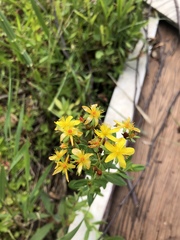 Hypericum ellipticum