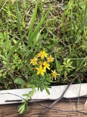 Hypericum ellipticum