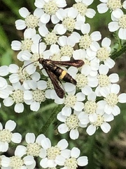 Carmenta pyralidiformis