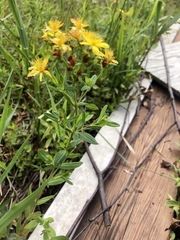 Hypericum ellipticum