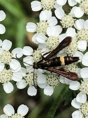 Carmenta pyralidiformis