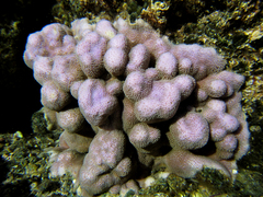 Porites lobata