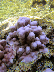 Porites lobata