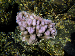 Porites lobata