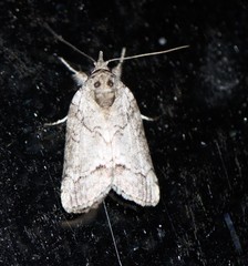 Nycteola polycyma