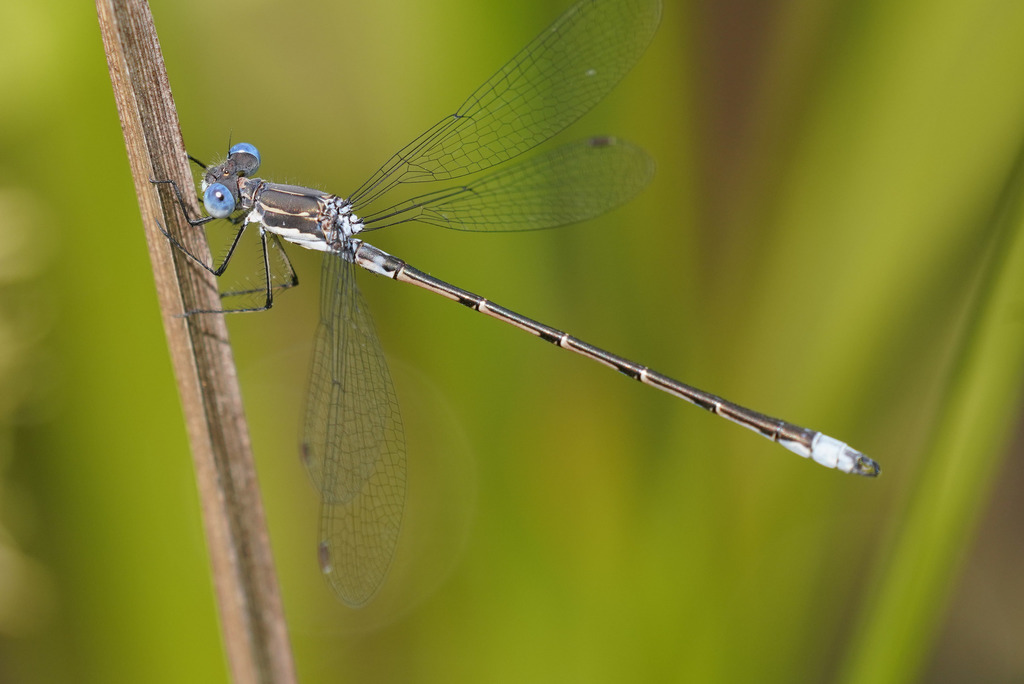 Spotted Spreadwing
