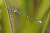 Spotted Spreadwing - Photo (c) Cameron Eckert, some rights reserved (CC BY-NC), uploaded by Cameron Eckert