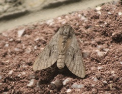 Lapara coniferarum