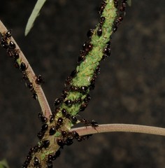 Aphis viticis