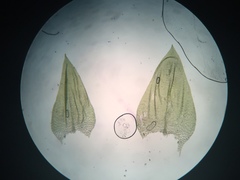 Sciuro-hypnum curtum