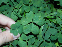 Oxalis bipartita