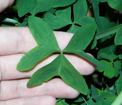 Oxalis bipartita