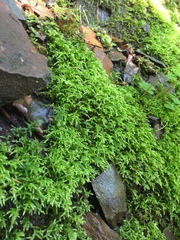 Sciuro-hypnum curtum