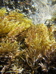 Sargassum obtusifolium