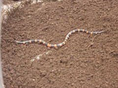 Geophis semidoliatus