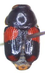 Griburius albilabris
