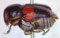 Griburius albilabris