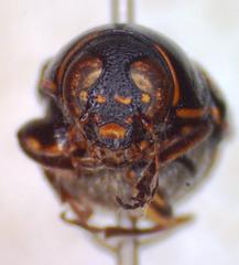 Griburius albilabris