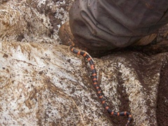 Geophis semidoliatus