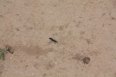 Chlorion aerarium