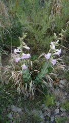 Penstemon grandiflorus