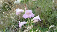 Penstemon grandiflorus