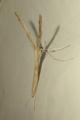 Agdistis tamaricis