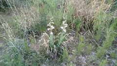 Penstemon grandiflorus