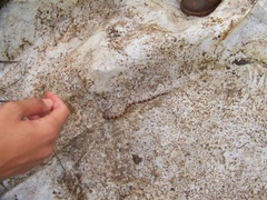 Geophis semidoliatus