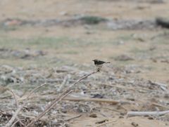 Oenanthe cypriaca